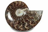 Polished Ammonite (Cleoniceras) Fossil - Madagascar #283354-1
